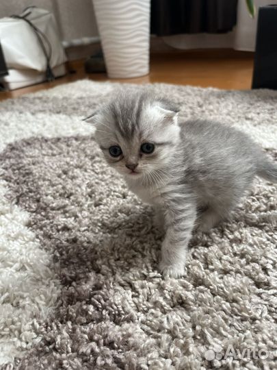 Шотландские котята