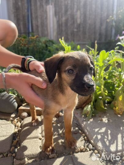 Отдадим 2-х маленьких девочек в добрые руки