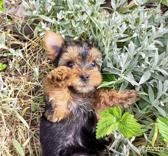 Йорки девочки