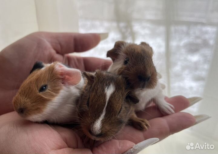 Морская свинка