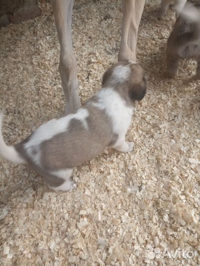 Щенки не чистокровные Среднеазиатская овчарка