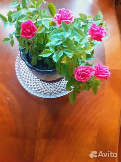 Миниатюрная цветущая роза для подарка