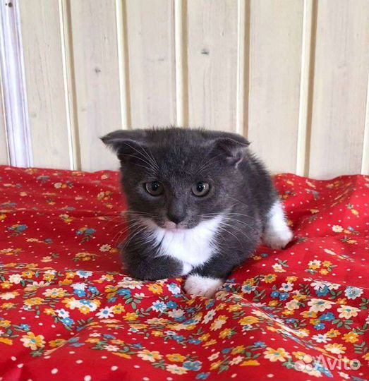 Милый котенок в добрые руки