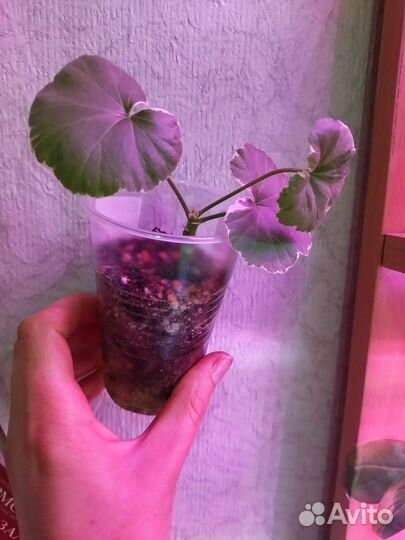 Plum desert. Uiato ringu пеларгонии