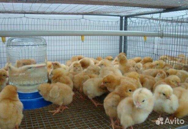 Цветной Французский Бройлер