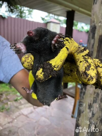 Обработка от клещей комаров блох мух ос кротов