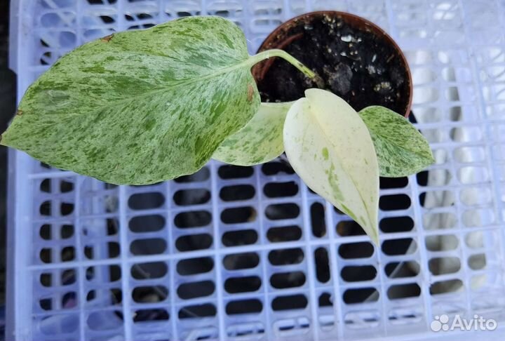 Сциндапсус