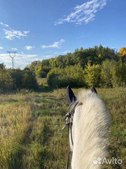 Прогулки на лошадях. Обучение. Прокат