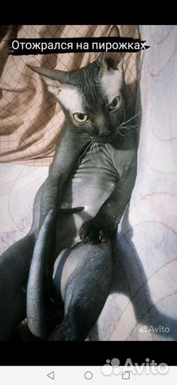 Канадский сфинкс вязка