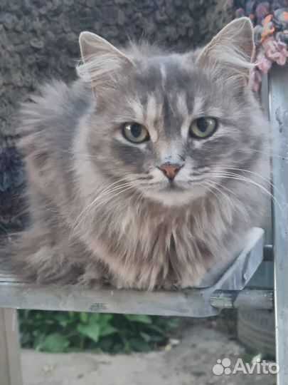 Кошка