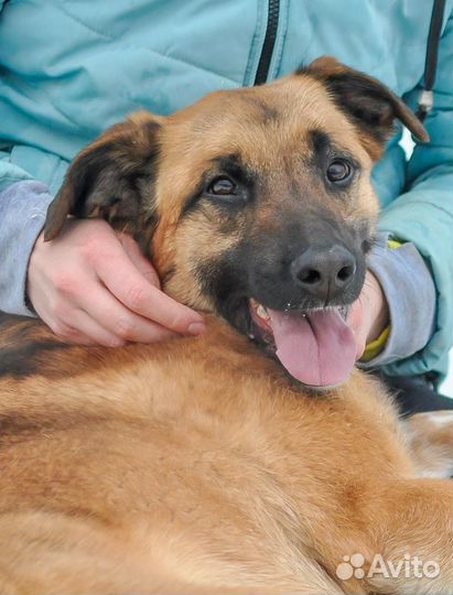 Саванна (собака в дар)