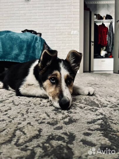 Собака в добрые руки