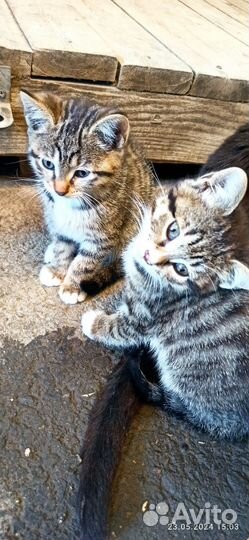 Котята в добрые руки