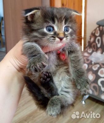Отдам в добрые руки котят