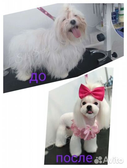 Груминг собак и кошек