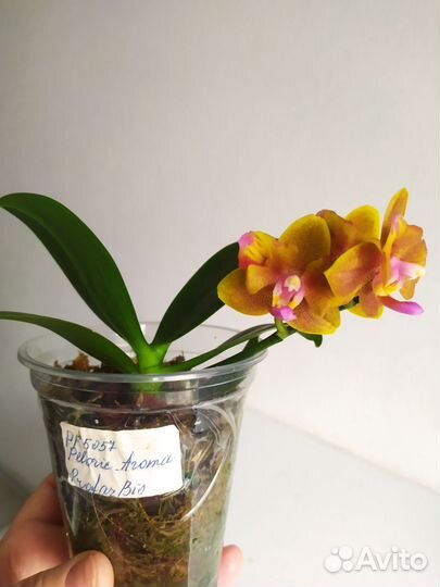 Орхидея фаленопсис бабочка