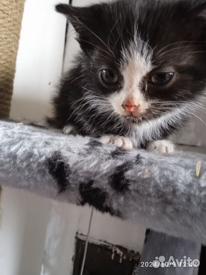 Продам котëннока и может кошку