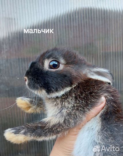 Мини карликовые крольчата