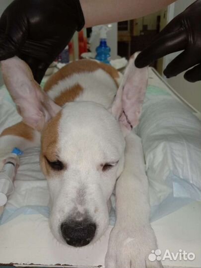 Ветеринарные услуги