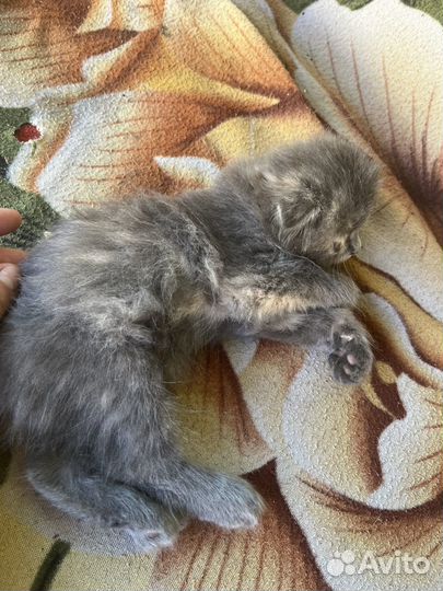 Котенок в добрые руки
