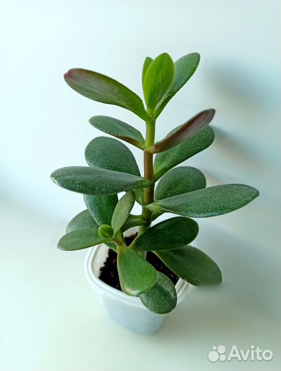 Комнатные цветы разные,традесканция,денежное