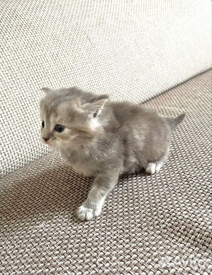 Шотландская вислоухая