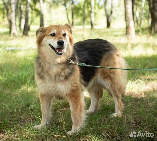 Очаровательная собака в добрые руки