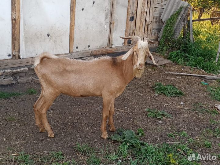 Козы козлята козлы