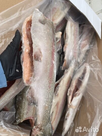 Красная рыба