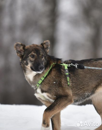 Собака. Небольшая из приюта. Девочка