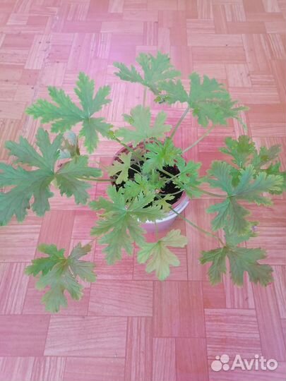 Герань душистая