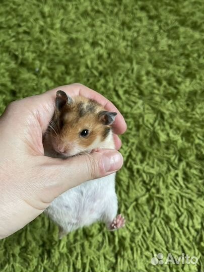 Сирийский хомяк девочка красавица пятнистая
