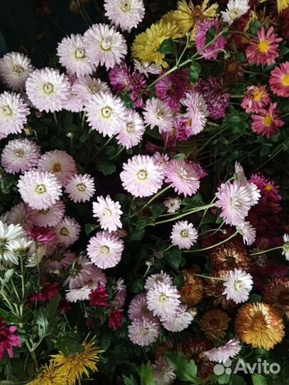 Хризантемы