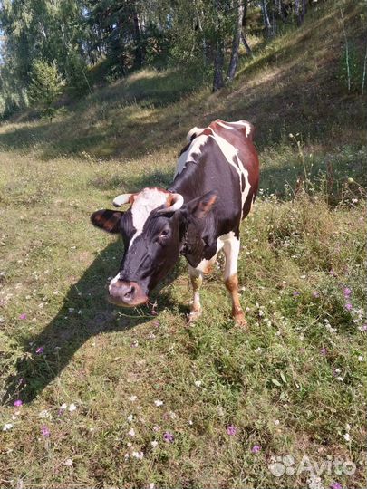 Корова дойная молочная