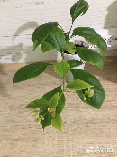 Бугенвиллея