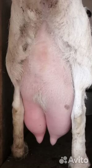 Козлята козы Гулаби