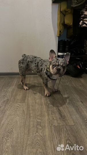 Французский бульдог кобель вязка
