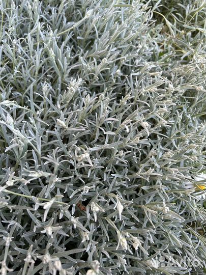 Ясколка многолетник