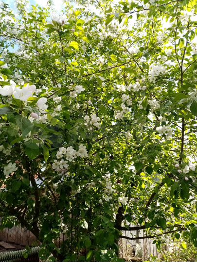 Дом 29 м² на участке 34 сот.