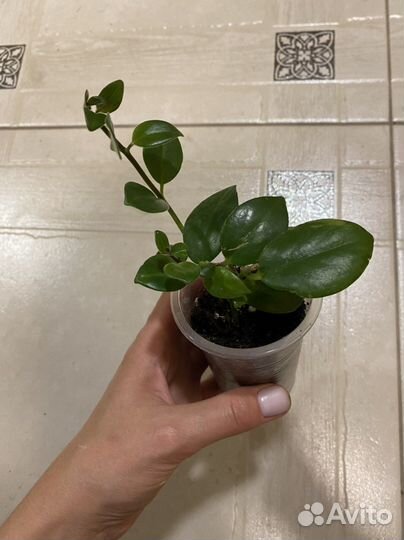 Гинура, эсхинантус мона лиза