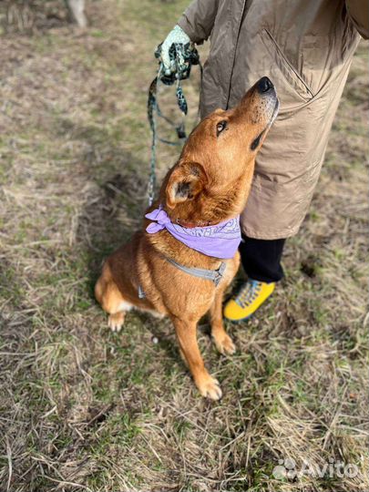 Собака в добрые руки