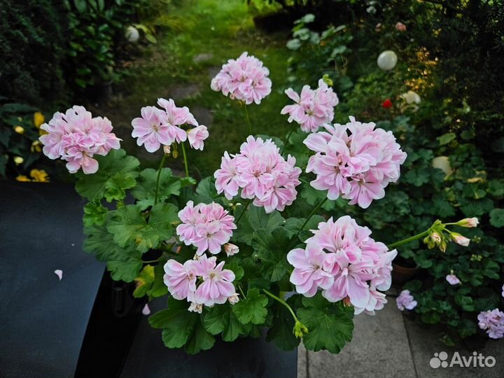 Пеларгония герань Saga