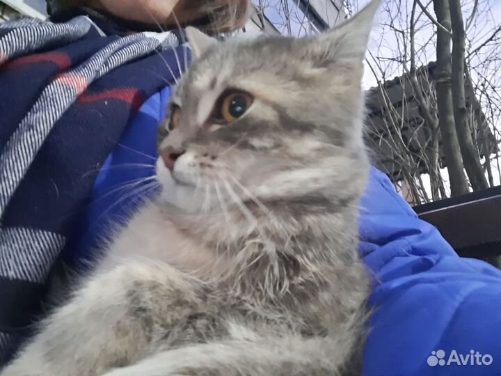 Котята в добрые руки бесплатно мальчик