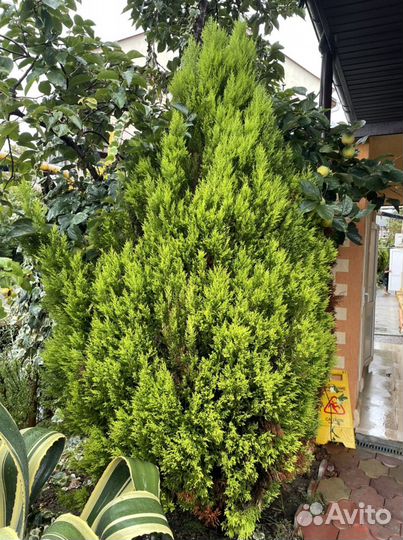 Агава Американская