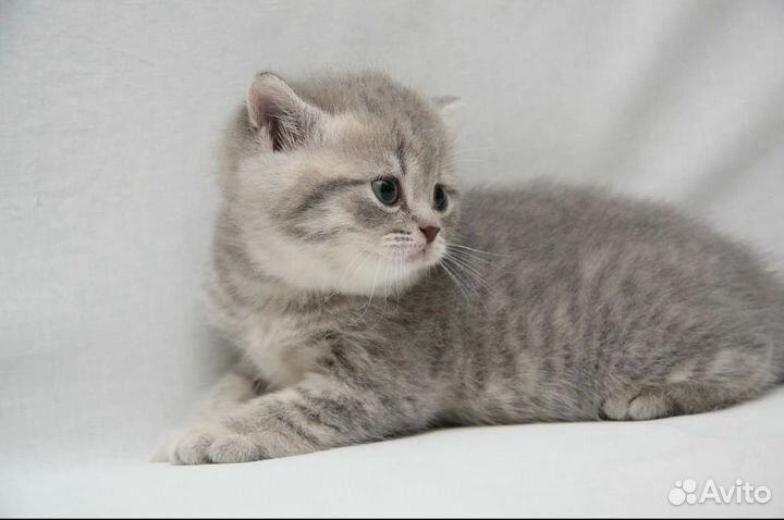 Шотландская