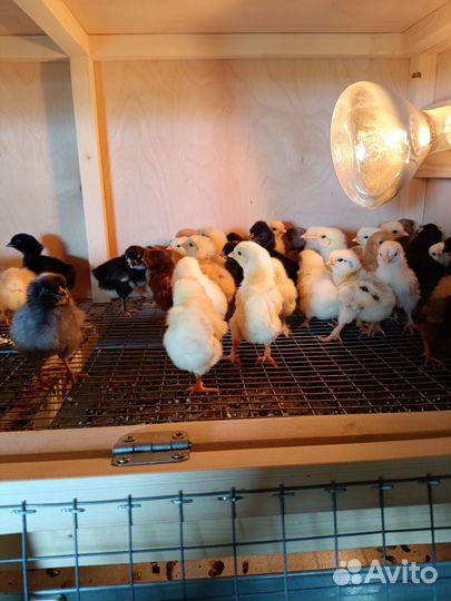 Цыплята суточные несушки