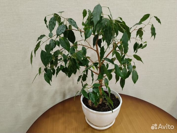 Комнатные цветы