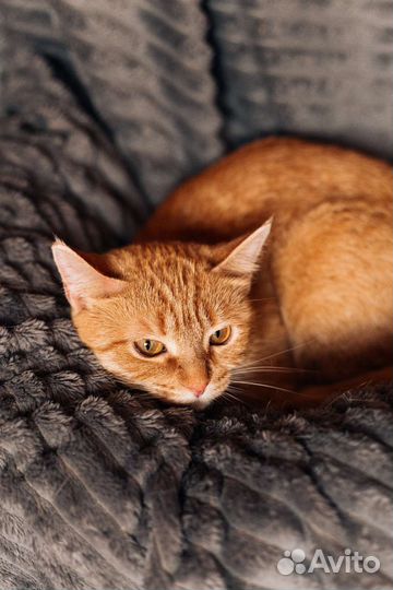 Добрая рыжая кошечка ищет дом