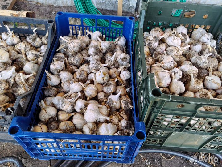 Продам чеснок