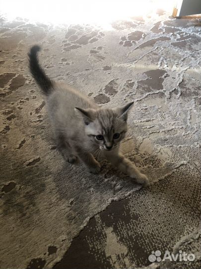 Котята в добрые руки бесплатно